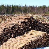 mitem jest ze w finlandii nie wycina sie drzew